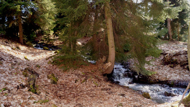 istock autumn forest with river and orange leaves 2204759652