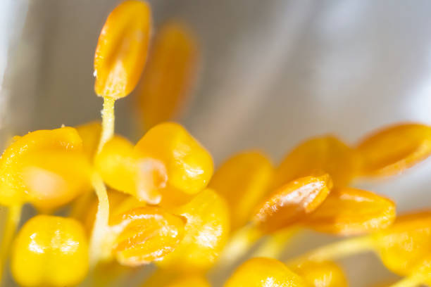 Flower - Yellow Moon Orchid (Macro close up) showing, Column, stigmatic surface, pollinia and anther cap against  a blur Yellow Petals , taken on 17 September 2017 at Cloud Forest Dome, Singapore. (Photo by : Teo Wei Keong)