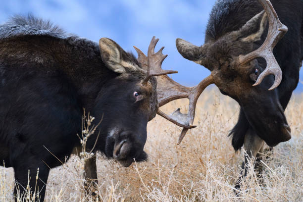istock Bull Moose, Alces alces, two male animals fighting 2204759769