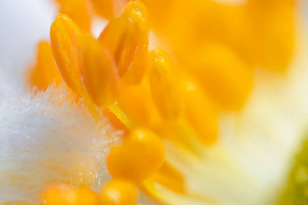 An ultra macro 4.5x of flower stamen detail.
