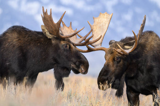 istock Bull Moose, Alces alces, two male animals fighting 2204759854