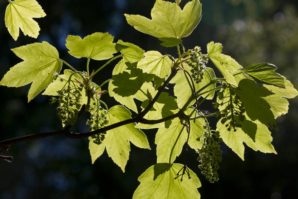 istock Close-up of the budding leaves of a tree 2204759886