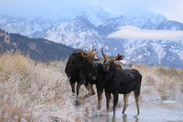 istock Bull Moose, Alces alces, two male animals in the river 2204759906