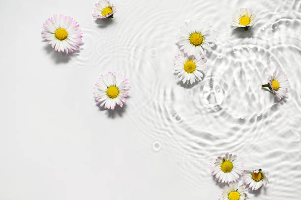 istock Floral arrangement of small daisies 2204761706