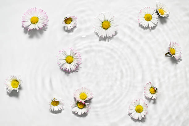 istock Floral arrangement of small daisies 2204761708