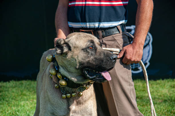 Man holding a cropped-eared Anatolian Shepherd dog