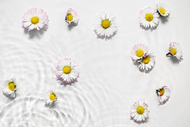 istock Floral arrangement of small daisies 2204761719