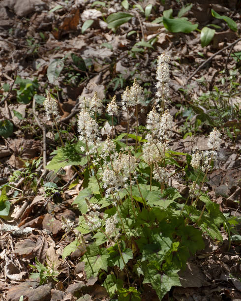 istock White Foamflower, Tiarella cordifolia 2204761752