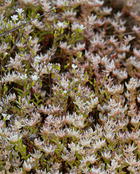 istock Glade Sandwort and Glade Stonecrop 2204761786