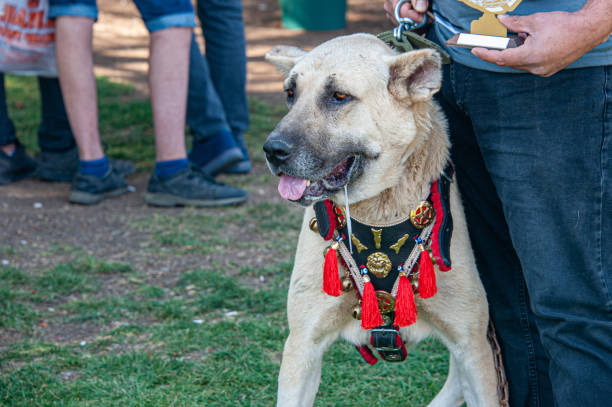 Man holding award-winning Anatolian Shepherd dog