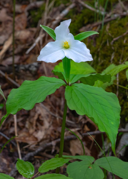 A single fresh white flower and green leaves of the white trillium, Trillium grandiflora, on the forest floor. A native spring ephemeral that spreads by rhizomes.