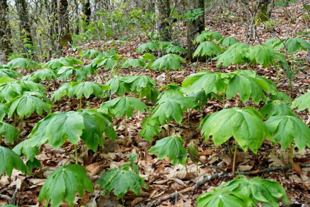 Mayapple, Podophyllum peltatum stock photo