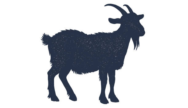 Goat. Hand drawn silhouette. Vintage retro print, black white goat drawing, sketch ink pencil draw style. Sketch artwork silhouette goat. Side view profile goat. Vector Illustration