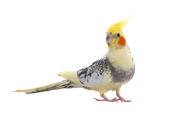 cockatiel parrot isolated on a white background