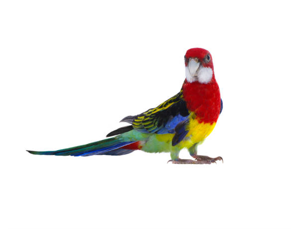 istock parrot Rosella parrot isolated on white background 2204765454