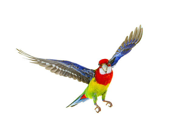 istock parrot Rosella parrot in flight isolated on white background 2204765456