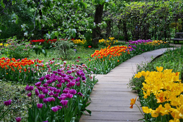 istock Multicolored, red, yellow tulips along the path in the park. 2204765737