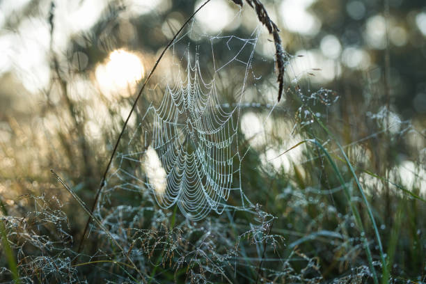 istock A delicate spiderweb glistens with dewdrops, each droplet catching the morning light. The rising sun behind it creates a mesmerizing glow, turning nature's intricate design into a sparkling masterpiece. 2204765774