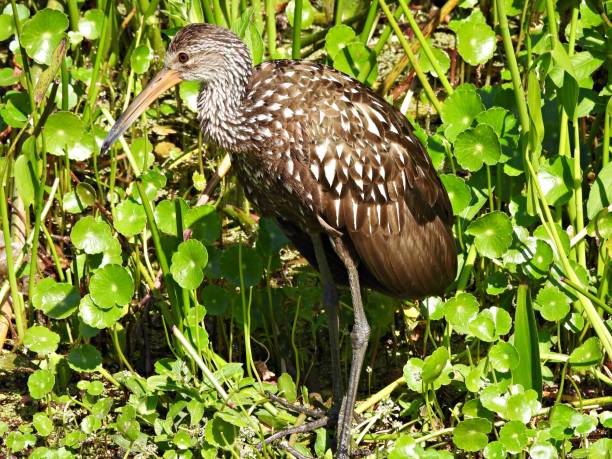 istock Limpkin (Aramus guarauna) - surrounded by water plants 2204765853