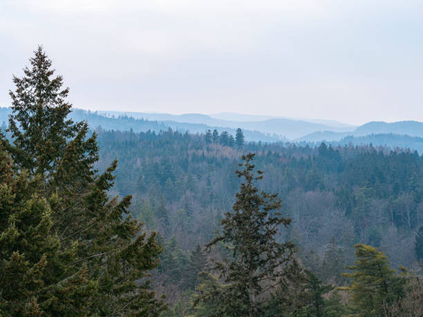 misty mountain landscape with layers of forested hills fading into the distance, featuring evergreen and deciduous trees under a soft, overcast sky