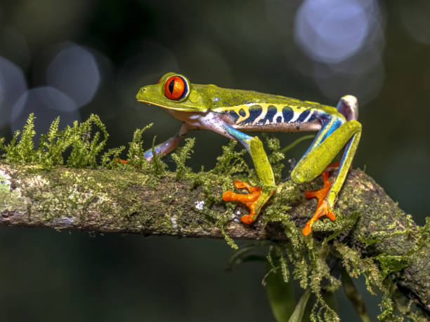 istock Red eyed leaf Frog on brach in tropical forest 2204767786