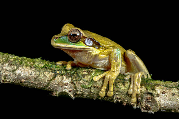 istock Masked tree frog on branch at night 2204767900