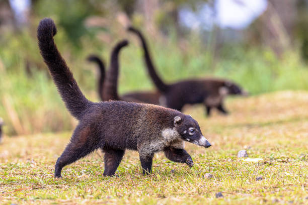 istock Group of white nosed coati foraging 2204767944