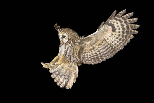 Tawny owl (Strix aluco) flying in darkness. This predator bird is on the lookout and hunting for mice. Wildlife scene of nature in Europe.