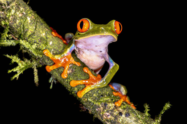 istock Red eyed leaf Frog on brach in tropical forest 2204768029