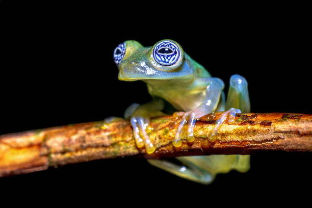 istock Ghost glass frog wth magnificant eyes 2204768061
