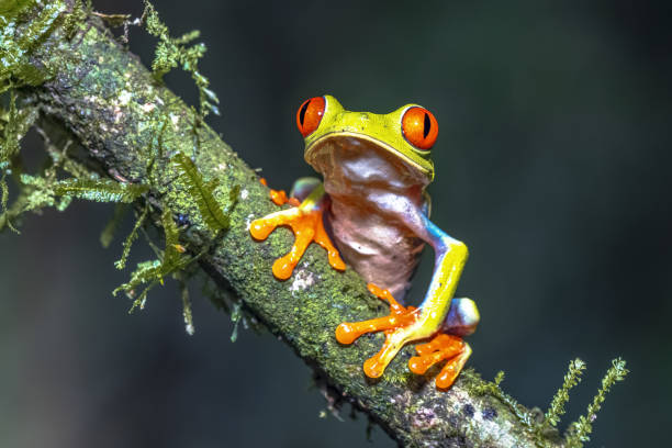 istock Red eyed leaf Frog on brach in tropical forest 2204768083