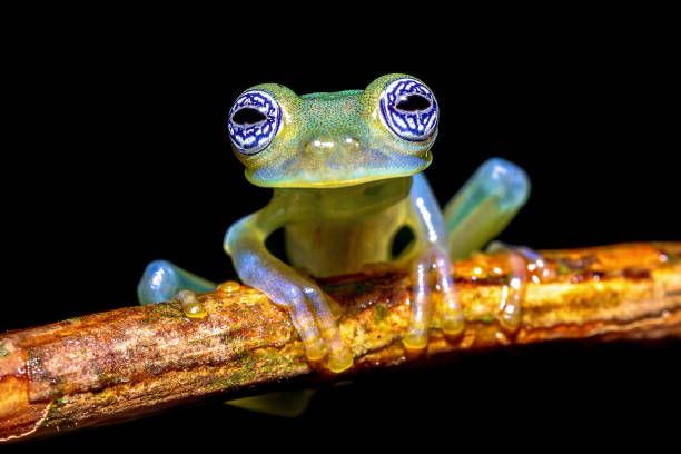 istock Ghost glass frog wth magnificant eyes 2204768114