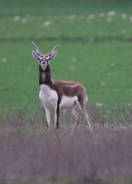 istock Male black buck 2204769597
