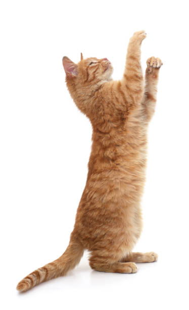 istock Red cat standing on hind legs and looking up. 2204771184