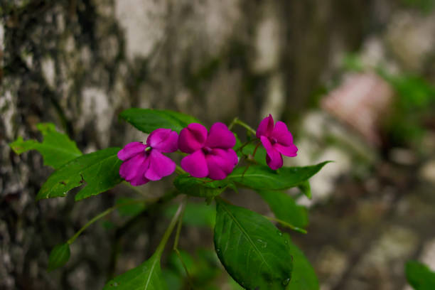 Purple Flowers(Maria-sem-Vergonha)
