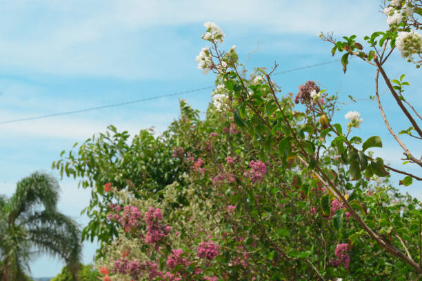 Pink and White Flowers in Green Bush