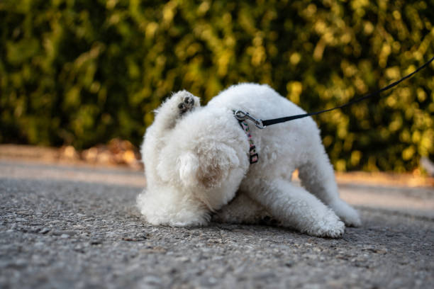 istock Small White Dog on Leash Scratching Its Head Outdoors 2204773329