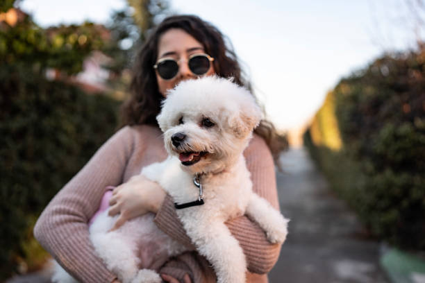 istock Woman Holding a Fluffy White Dog Outdoors on a Sunny Day 2204774201