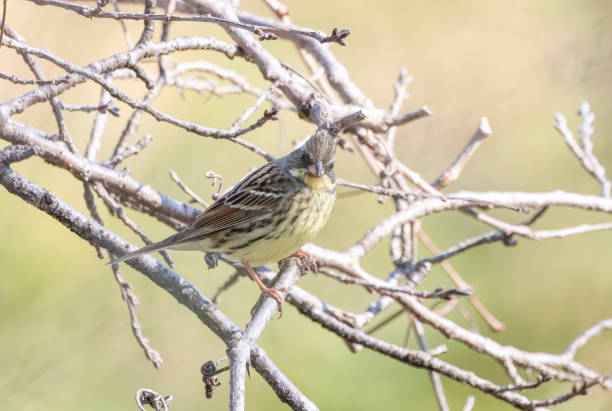 istock Black-faced bunting on a branch of tree. 2204776322