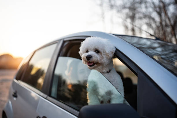 A cute white dog leaning out of a car window, capturing a cheerful moment during sunset, showcasing the joy and connection between pets and travel.