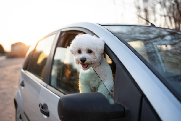 A cheerful small white dog peeking outside a car window while the sun sets in the background, capturing a moment of joy and adventure.
