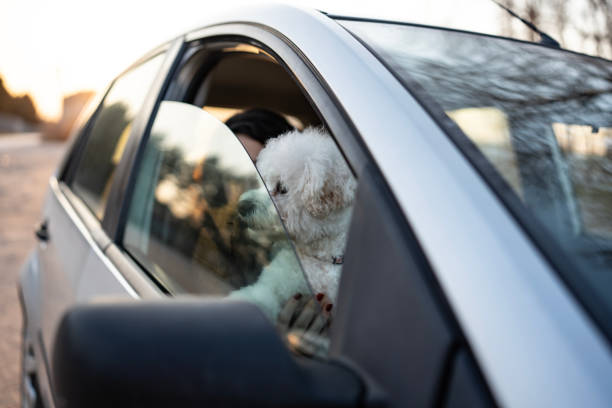 istock Small White Dog Enjoys Scenery from a Car Window at Sunset 2204777360