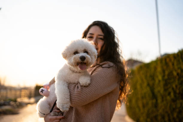 istock Woman Holding Fluffy White Dog Outdoors During Sunset with a Happy Expression 2204777392