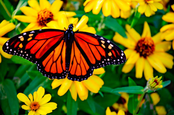A Monarch butterfly (Danaus plexippus) feeds on a creeping zinnia (Zinnia angustifolia) during fall migration, Oct. 23, 2021, in Fairhope, Alabama.
