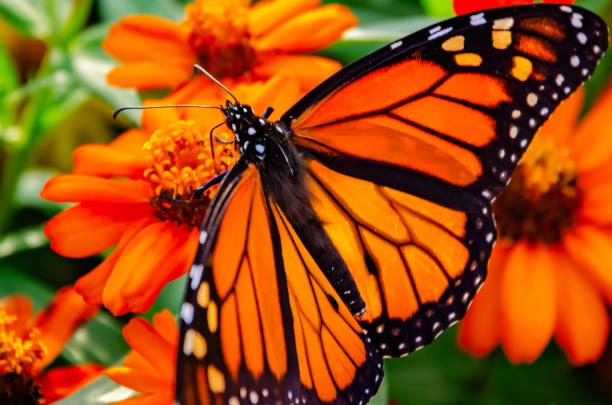 istock Monarch butterfly (Danaus plexippus) on creeping zinnia (Zinnia angustifolia) during fall migration in Fairhope Alabama 2204778622