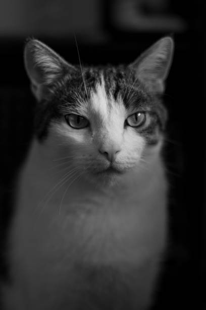 istock Kitty nose closeup. A cat's muzzle. Domestic animals Portrait. Fragment. 2204778899