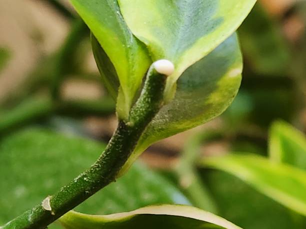 The latex in the stem of Pedilanthus tithymaloides is a milky and viscous substance found abundantly in the plant's cells, especially in the secretion channels located in the vascular regions of the stem. The stem of Pedilanthus tithymaloides, a succulent plant from the Euphorbiaceae family, is particularly rich in latex, which can be released when the stem suffers physical damage, such as cuts or fractures. This latex release process is a natural defense response, known as exudation, and its main purpose is to protect the plant from herbivores and pathogens. The latex of Pedilanthus tithymaloides is a sticky substance with irritating properties that serves as a form of defense against herbivorous animals feeding on the plant. When the stem is damaged, the latex is expelled from specialized cells in the latex channels, creating a viscous layer over the wound. This sticky layer prevents herbivores from feeding on the plant, making it difficult for them to ingest its sap. Additionally, the latex acts as a physical barrier that can prevent the entry of bacteria and fungi that would cause infections in the plant tissue. This latex is a common feature among species of the Euphorbiaceae family, and its function goes beyond defending against herbivores, also serving as protection against damage caused by extreme climatic conditions, such as excessive dryness. The latex can coagulate quickly when exposed to air, forming a crust that helps protect the plant from excessive water loss. However, care should be taken when handling the stem of Pedilanthus tithymaloides, as the latex can cause skin, eye, and mucosal irritations. The substance is toxic in large quantities and can cause severe allergic reactions. Therefore, it is important to use gloves and avoid direct contact with the secretion. cuando se corta el tallo de pedilanthus tithymaloides, se segrega un látex blanco espeso. este líquido pegajoso puede causar irritación de la piel, por lo que es importante utilizar la protección adecuada al manipular la planta de forma segura.