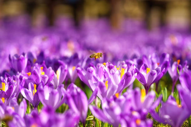 Bee with purple flowers, beautiful blossoming crocus or saffron meadow, natural spring floral background suitable for wallpaper, cover or card
