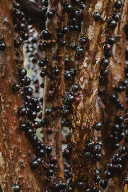istock Close-Up of jabuticaba on Tree Bark 2204779352