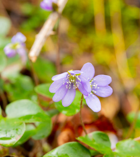 Hepatica nobilis flowers in the undergrowth.